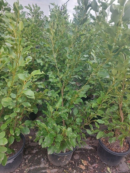 Griselinia Broadway Mint Hedging Carousel 2