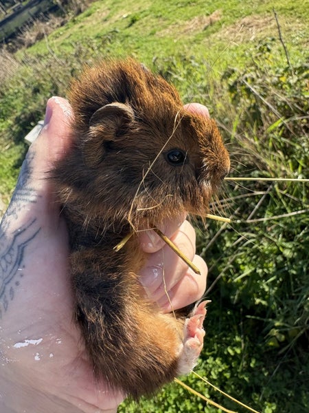 Guinea pigs Carousel 5