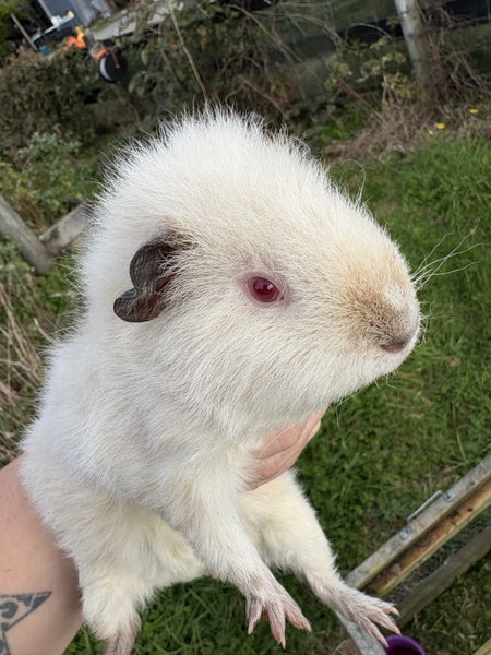Guinea pigs Carousel 1