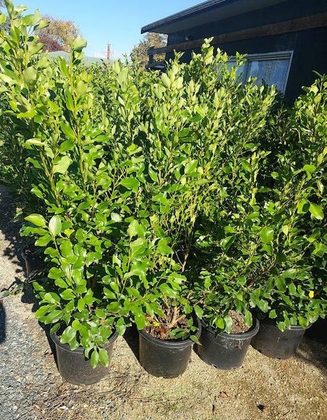 Griselinia Broadway Mint Hedging Carousel 1