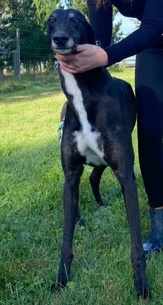 Tux and Tails – Joe, the Gentle Giant with Tuxedo Markings Carousel 2