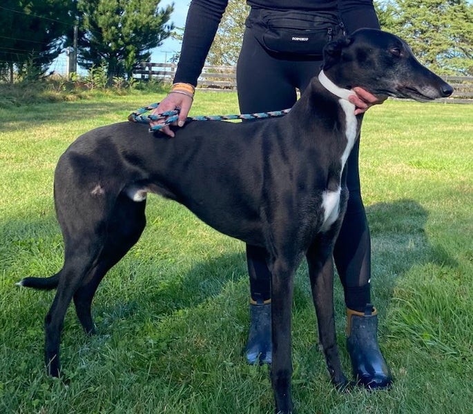 Tux and Tails – Joe, the Gentle Giant with Tuxedo Markings Carousel 1