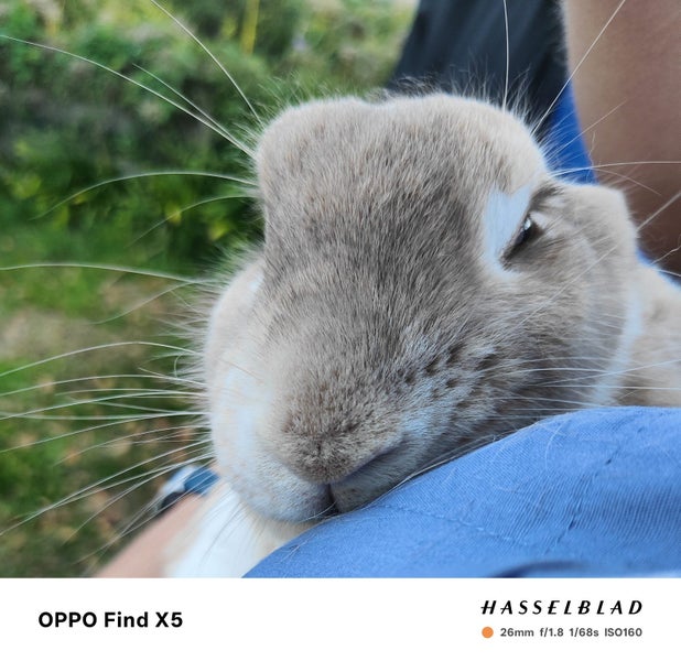 3yo Female lop x Carousel 1