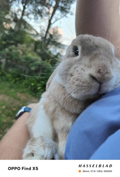 3yo Female lop x Carousel 2