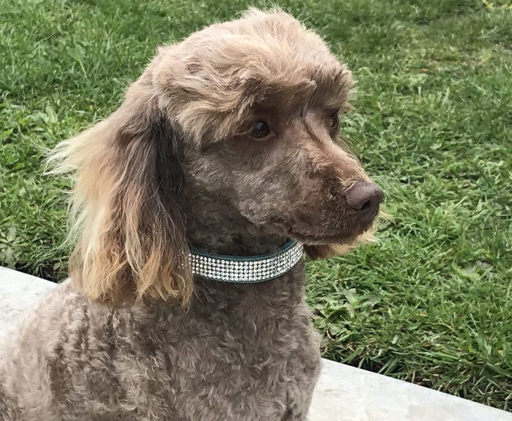 Toy Poodle Carousel 2