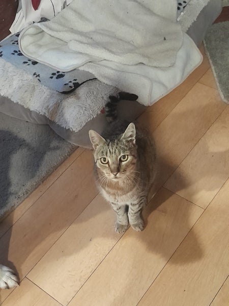 Mature Male Cat Carousel 2