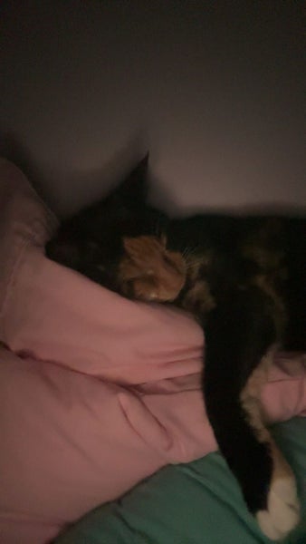 Bonded sister cats to rehome Carousel 1