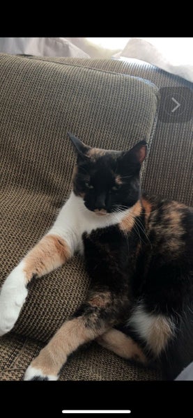 Bonded sister cats to rehome Carousel 2