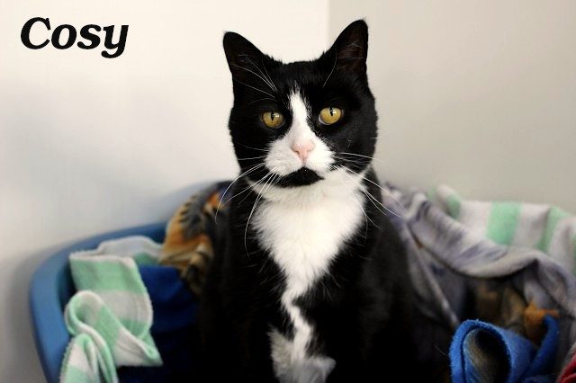 Cats Protection Canterbury - New Arrivals 20/5/25 Carousel 1
