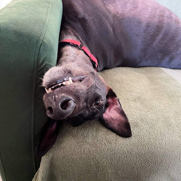 Billy- Darling Gentle Greyhound Boy Carousel 2