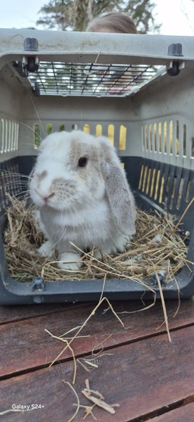Minilop Rabbit Carousel 2