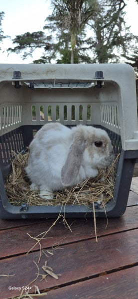 Minilop Rabbit Carousel 3