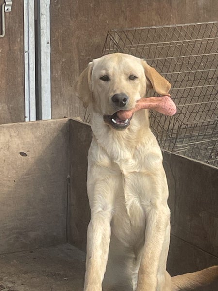 BROSNACROFT Purebred Labrador Puppies62863872831233111