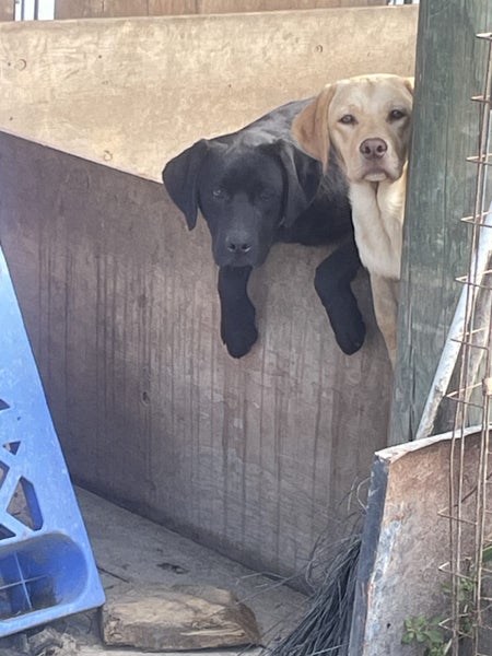 BROSNACROFT Purebred Labrador Puppies62863872831233112