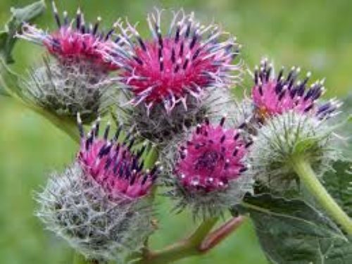 Arctium Lappa (Burdock) seed Carousel 1