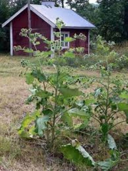 Arctium Lappa (Burdock) seed Carousel 2
