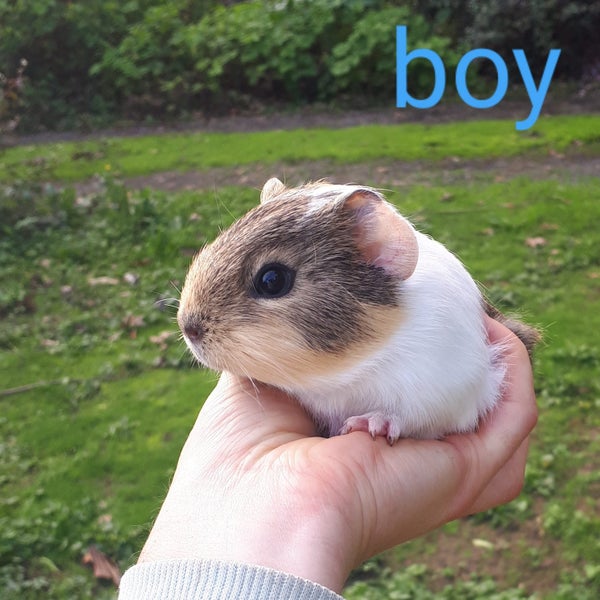Baby Guinea Pigs Carousel 1