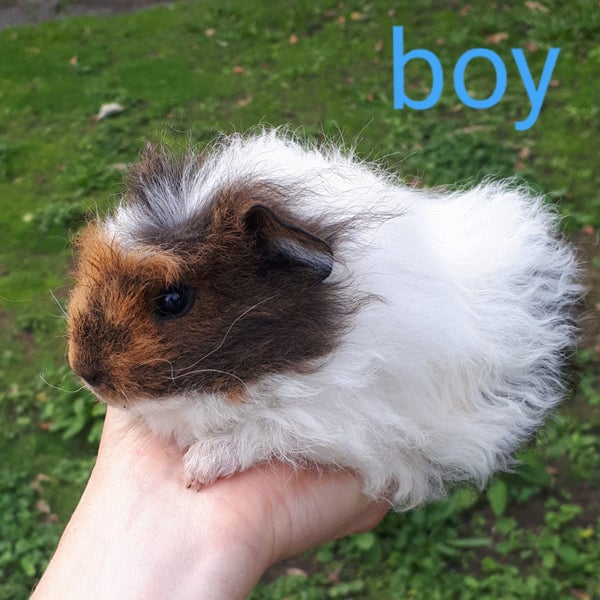 Baby Guinea Pigs Carousel 2