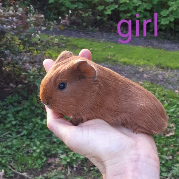Baby Guinea Pigs Carousel 6