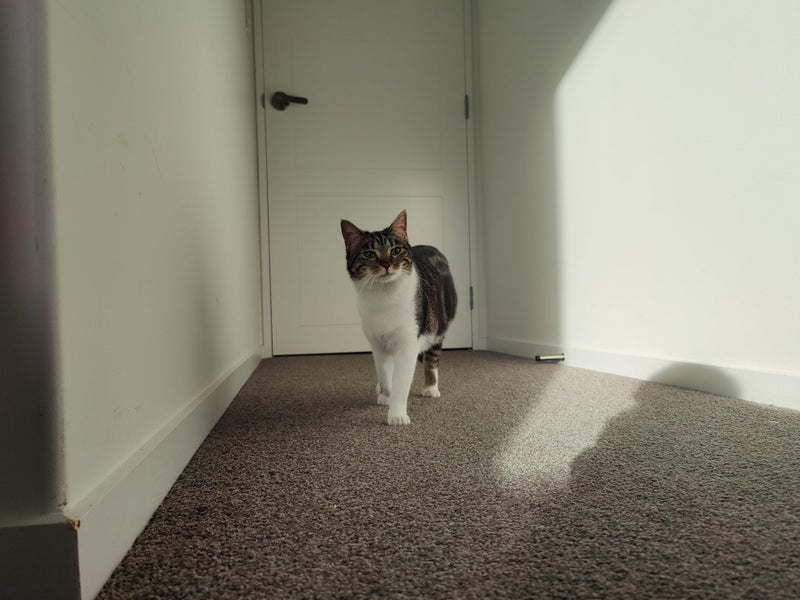 1.5 Year Old Wobbly Cat (Sooky) Carousel 7
