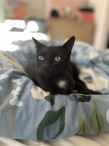 Kitten needs a home Carousel 1
