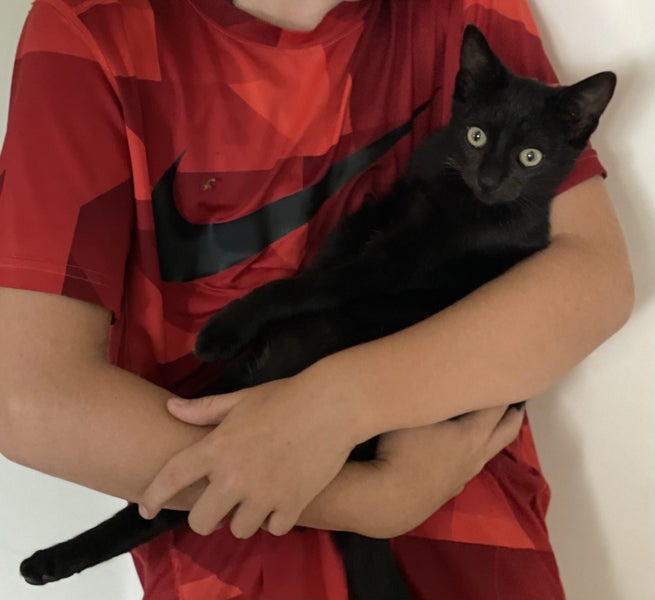 Kitten needs a home Carousel 6