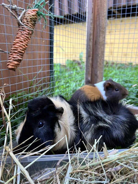Confident male Guinea pigs Carousel 1