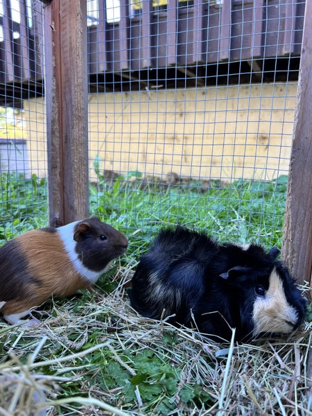 Confident male Guinea pigs Carousel 2