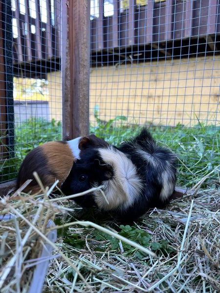 Confident male Guinea pigs Carousel 3