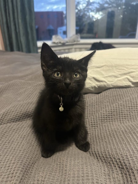 kitten Carousel 1