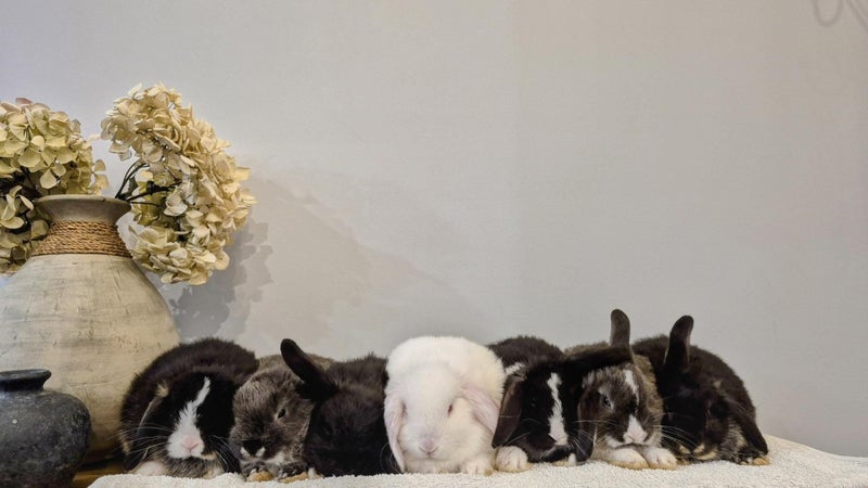Mini lops Carousel 1