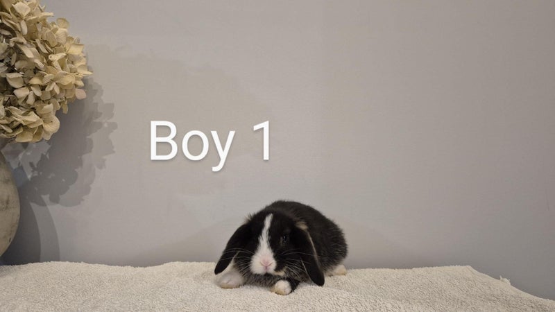 Mini lops Carousel 2