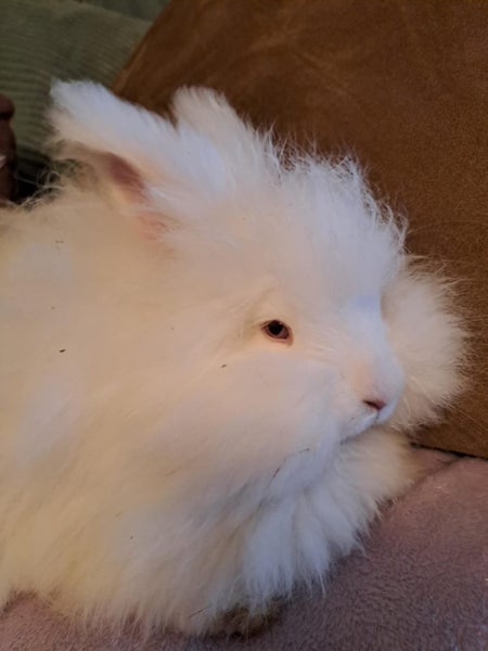 Purebred Angora Kits Carousel 1