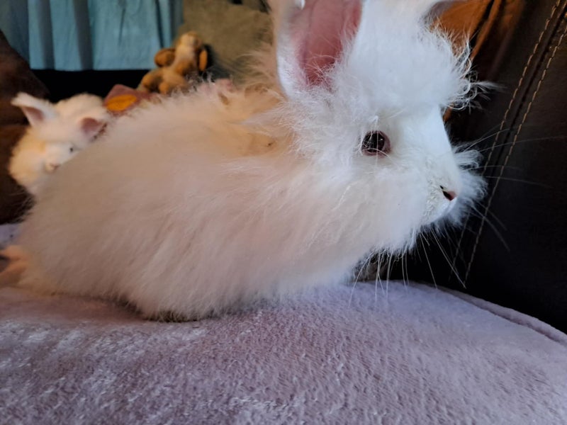 Purebred Angora Kits Carousel 2