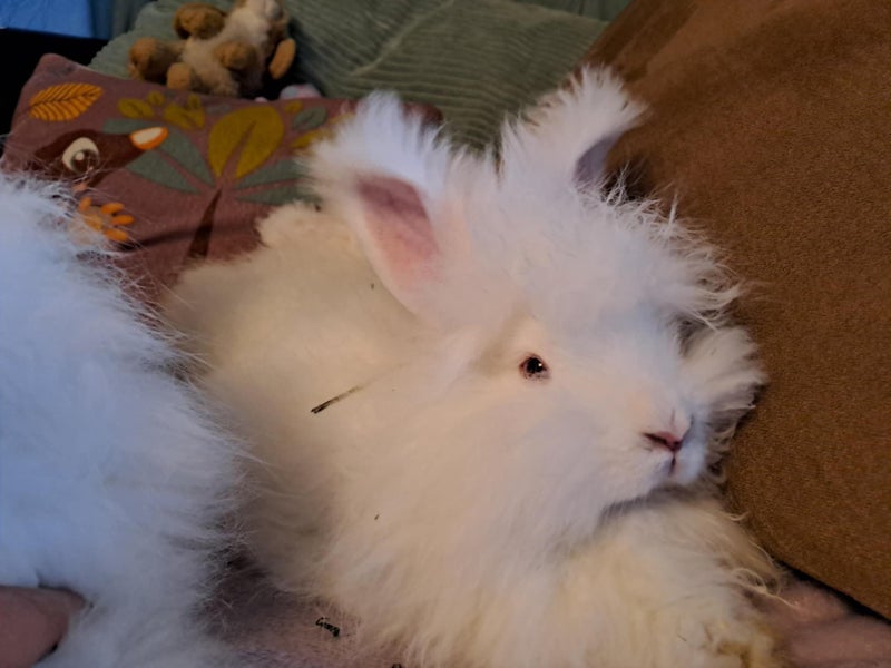 Purebred Angora Kits Carousel 7