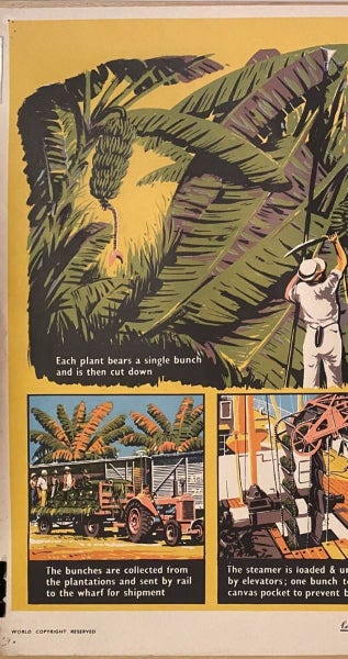 VINTAGE POSTER: Bananas - How they are Grown and Sold 1950s Carousel 2