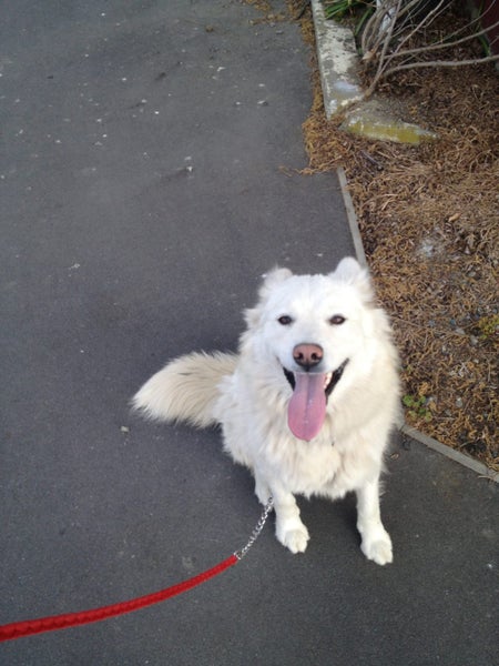 Lovely dog needing cat free home Carousel 2