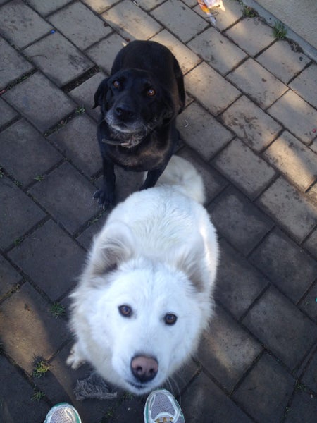 Lovely dog needing cat free home Carousel 4