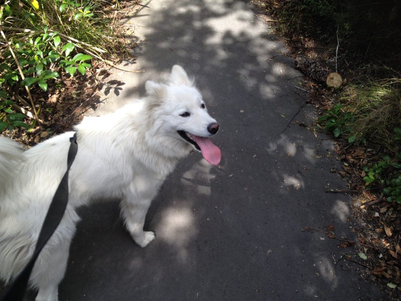 Lovely dog needing cat free home Carousel 1