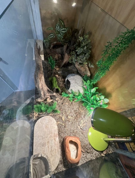 1 Year Old Female Leopard Gecko Carousel 3