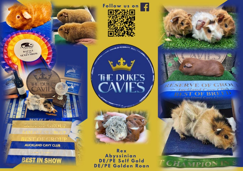 Guinea Pigs for sale Carousel 1