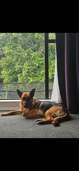 German Shepard - 4 years old Carousel 1