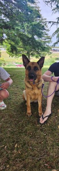 German Shepard - 4 years old Carousel 7