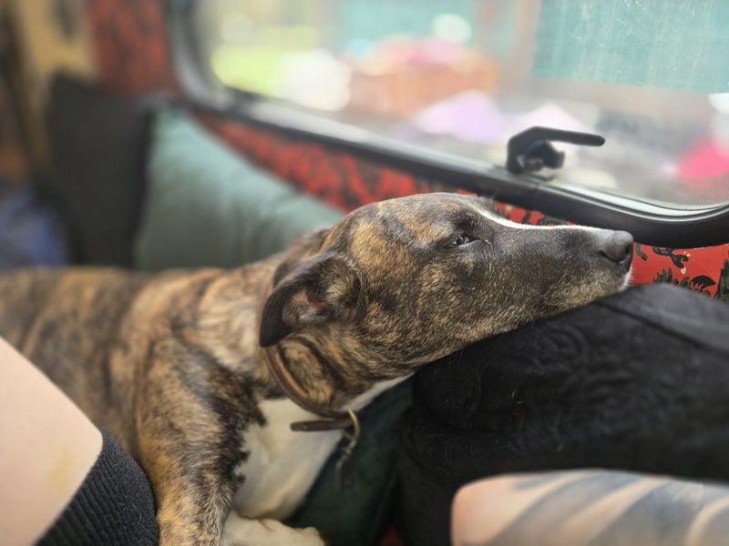 Whippet X Carousel 2