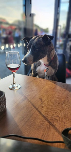 Whippet X Carousel 1
