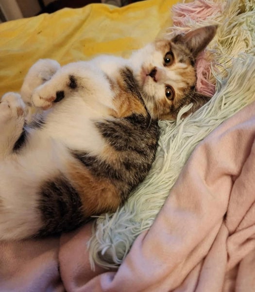 2 Rescue Kittens Tiffany & Layla Carousel 2