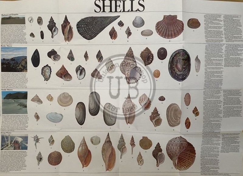 VINTAGE POSTER: Shells of New Zealand 1974 Carousel 1