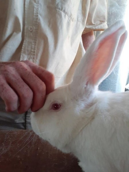 NZ White Rabbits Carousel 1