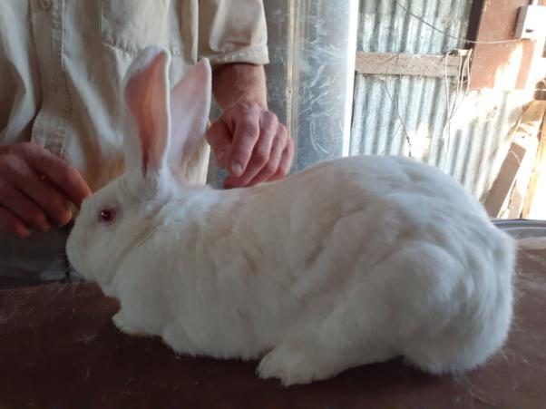 NZ White Rabbits Carousel 8