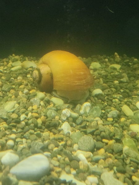 Giant apple snail Carousel 1
